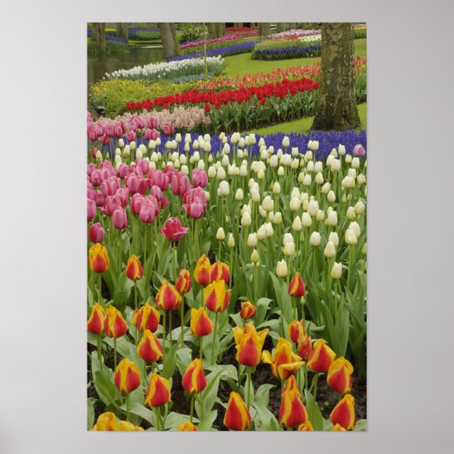 Poster Jardin Tulip et jacinthe, Jardins de Keukenhof, (Devant)