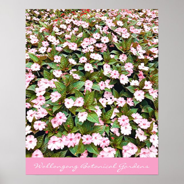 Poster Jardins botaniques fleurs roses NSW (Devant)
