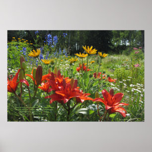 Poster Jardins de début de l'été, lis asiatiques oranges