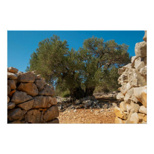 Poster Jardins d'olivier de Lun