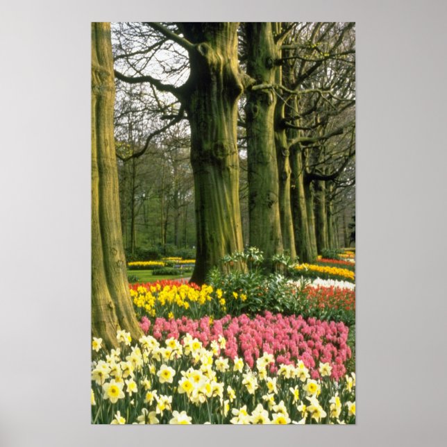 Poster Jardins roses de Keukenhof, fleurs hollandaises (Devant)