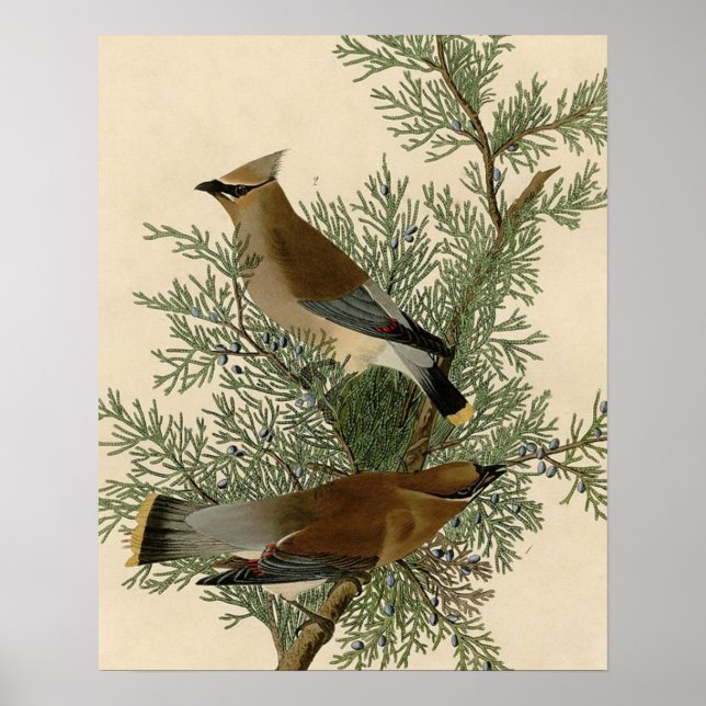 Poster Jaseur cèdre d'Audubon (Devant)