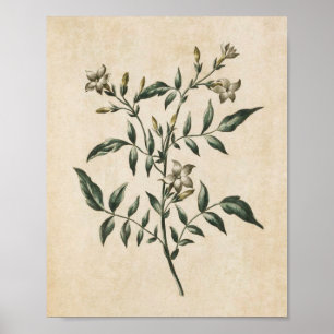 Poster Jasmin floral Vintage Imprimer