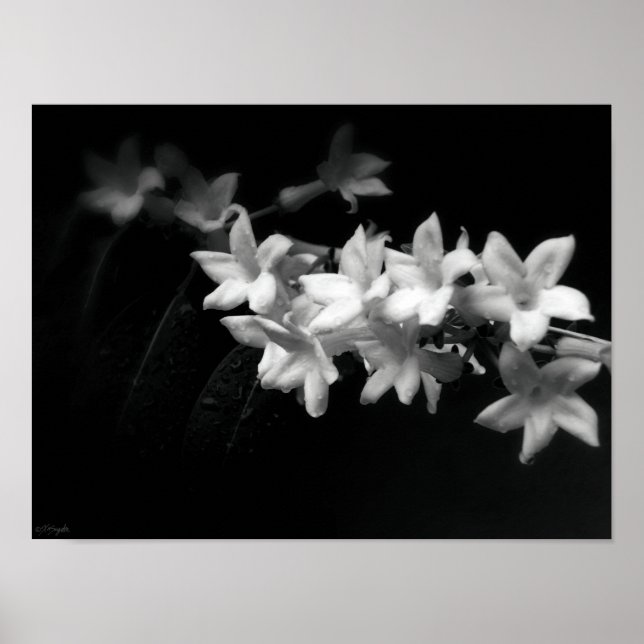 Poster Jasmine Fleurs noir et blanc Photographie (Devant)