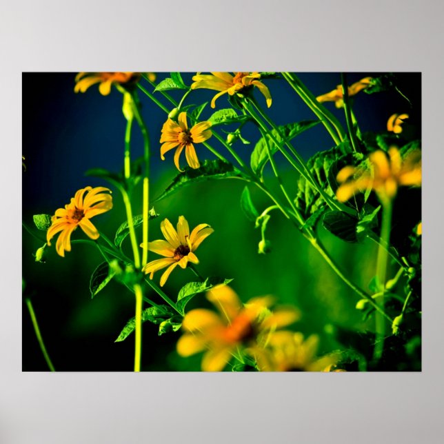 Poster jaune... (Devant)
