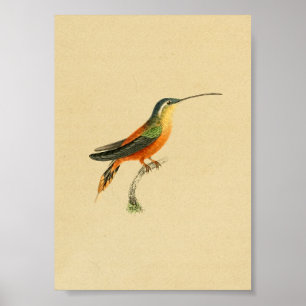Poster Jaune 1830 orange d'impression de colibri de cru