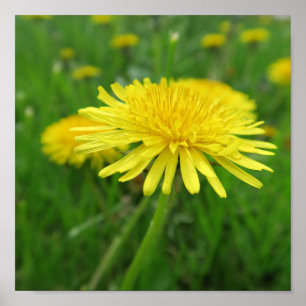 Poster jaune, bouton d'or, plante, pissenlit, prairie,
