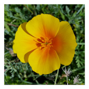 Poster jaune d'automne