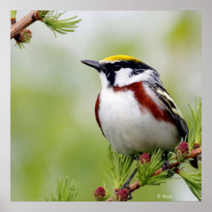 Poster Jaune d'oiseaux