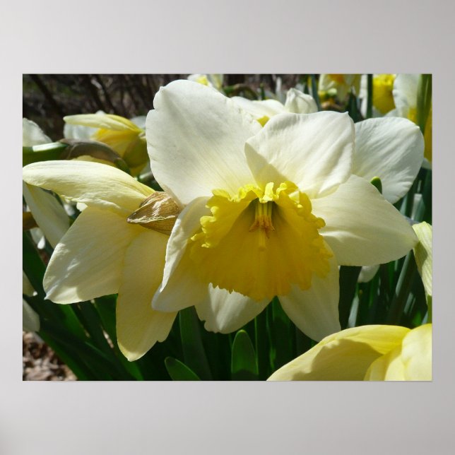 Poster Jaune et blanc Daffodil printemps floral (Devant)