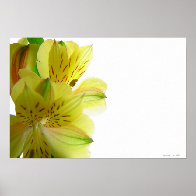 Poster jaune imprimé (Devant)