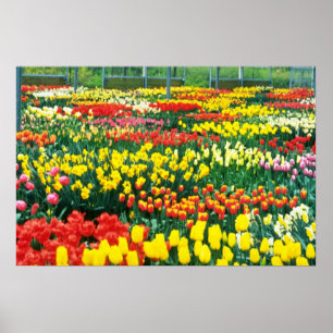 Poster jaune Keukenhof Serres fleurs