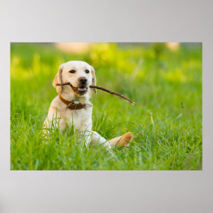 Poster Jaune Labrador Joue Récupérer Avec Bâton