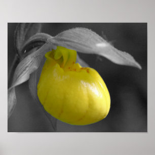 Poster Jaune Lady Slipper Orchidée Fleur Partielle Couleu