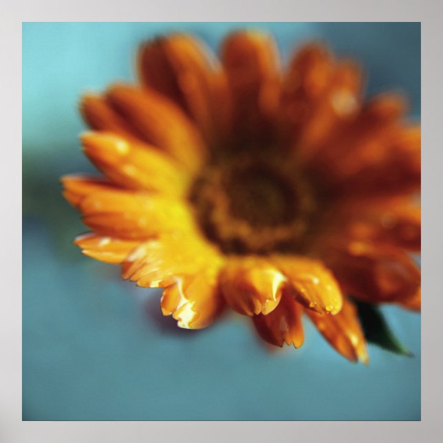 Poster Jaune Orange Marigold Flower Drop Macro (Devant)