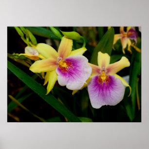 Poster Jaune rose violet Miltonia Sunset Orchidées