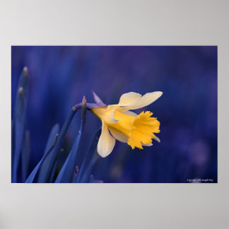 Poster Jaune sur bleu