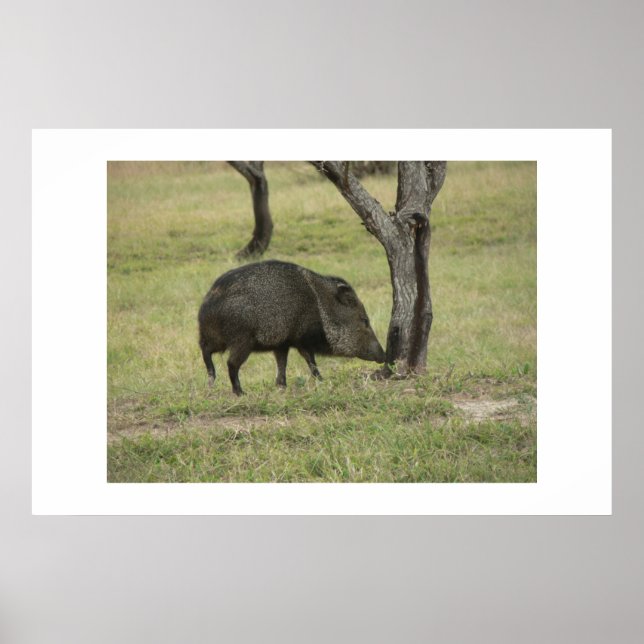 Poster Javelina. (Devant)