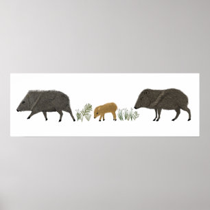 Poster Javelina Family Portrait Animaux du désert