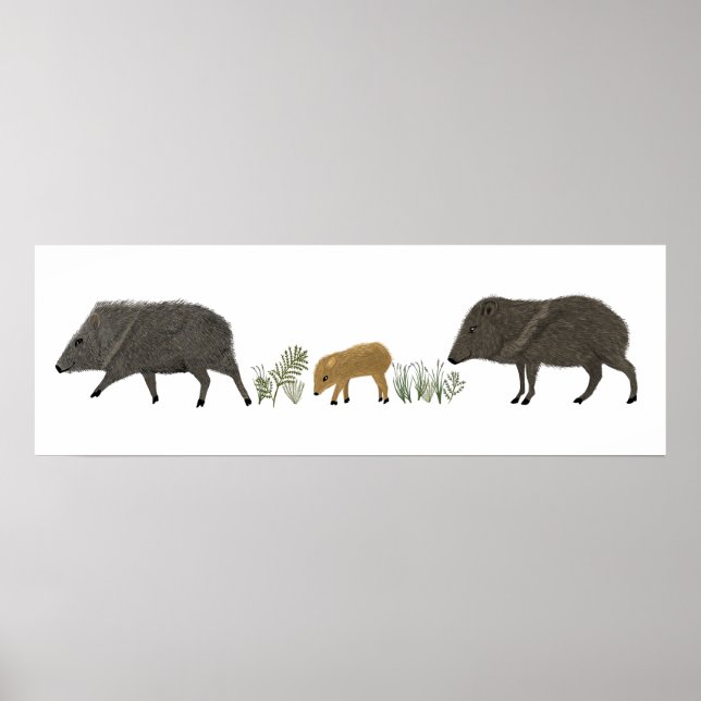 Poster Javelina Family Portrait Animaux du désert (Devant)