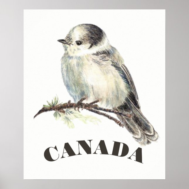 Poster Jay gris gris d'oiseaux du Canada, Jack Whiskey (Devant)