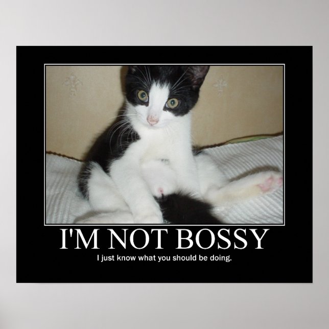Poster Je ne suis pas Bossy Cat (Devant)