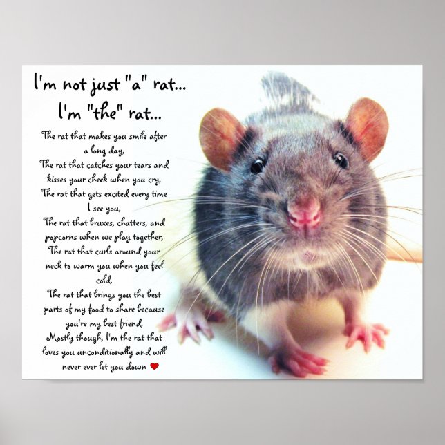 Poster Je ne suis pas juste un rat (Devant)