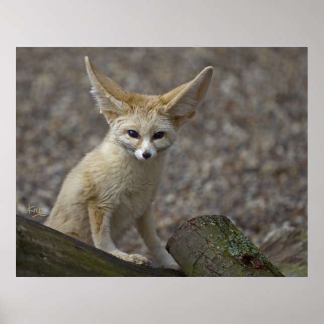 Poster Je suis All Ears Print (Devant)