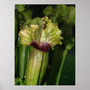 Poster Je suis carnivore !