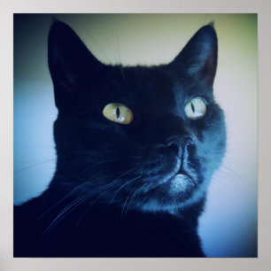 Poster Je suis copie de chat