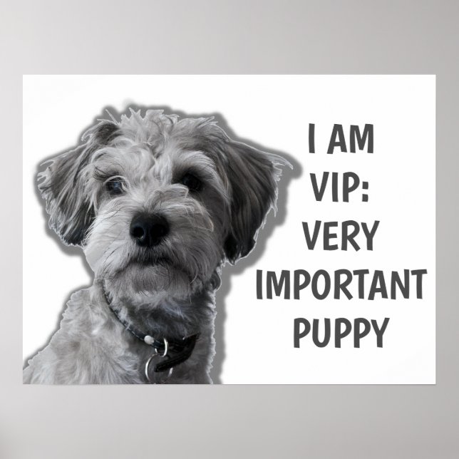 Poster Je suis VIP : Très important Chien, chien mignon (Devant)