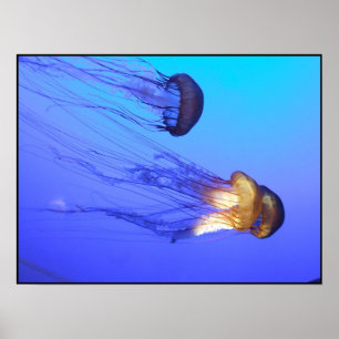 Poster Jellies