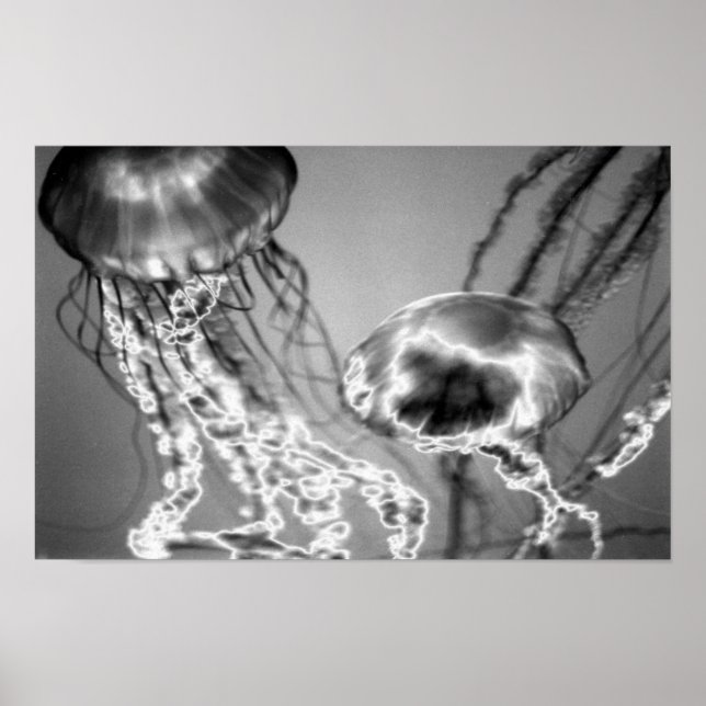 Poster Jellies électriques (Devant)