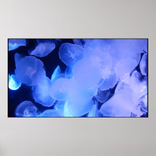 POSTER JELLYFISH