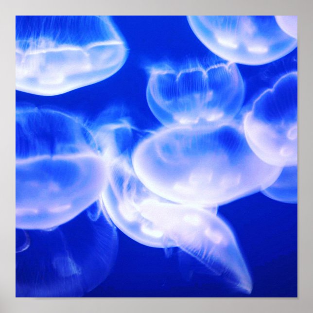 Poster Jellyfish Deep Blue (Devant)