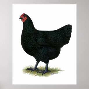 Poster Jersey Giant : Black Hen