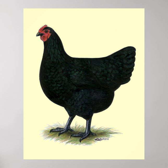 Poster Jersey Giant : Black Hen (Devant)