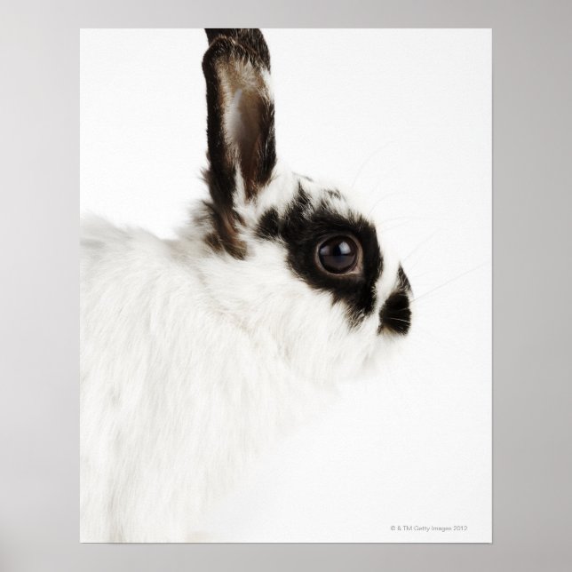 Poster Jersey Wooly Rabbit (Devant)