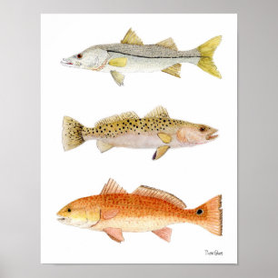 Poster Jeu de mer Poisson - Snook, Seatrout & Redfish
