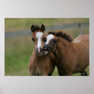 Poster Jeu de poulains