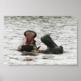 Poster Jeu d'hippopotames maman & fils