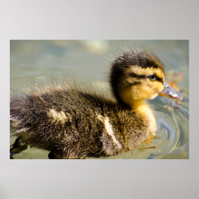 Poster Jeune bébé canard (Devant)
