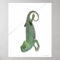 Jeune caméléon voilé, Chamaeleo calyptratus
