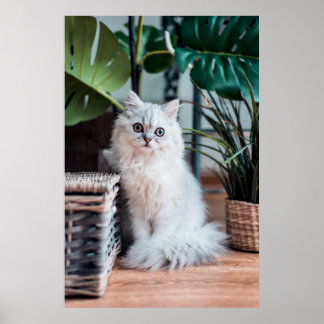 Poster Jeune Chat Perse Blanc Assis Avec Plante