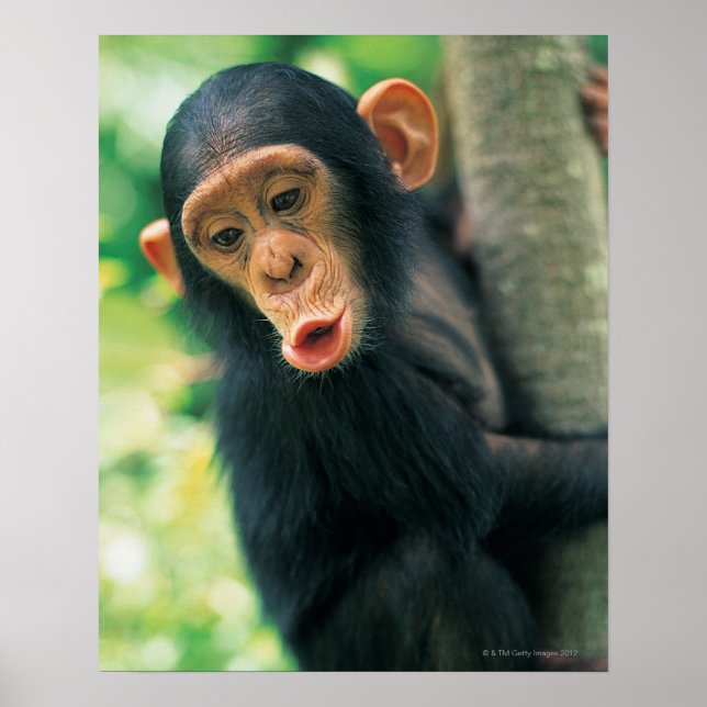 Poster Jeune chimpanzé (poitrine troglodytique) (Devant)
