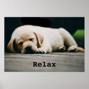 Poster Jeune Chiot Jaune Labrador Dort Soundly