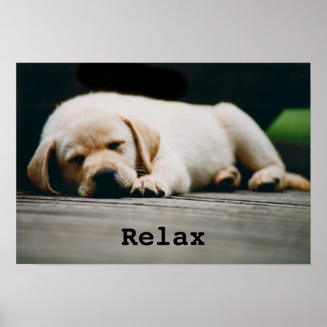 Poster Jeune Chiot Jaune Labrador Dort Soundly (Devant)