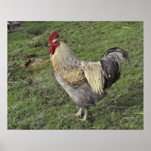 Poster jeune coq croisé léger du Sussex