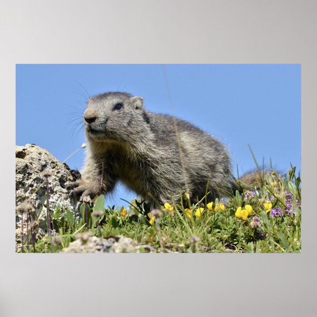 Poster Jeune marmotte alpine (Devant)