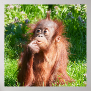 Poster Jeune Orangutan profondément dans la pensée